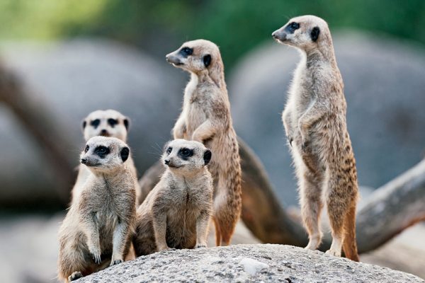 Au Zoo de Bâle, les suricates ont de nombreux fans parmi les jeunes visiteurs.