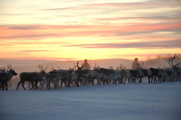 Partager le quotidien des éleveurs de rennes en Laponie suédoise, un séjour proposé par Secret Planet.